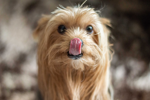 Yorkie s vypláznutým jazykem
